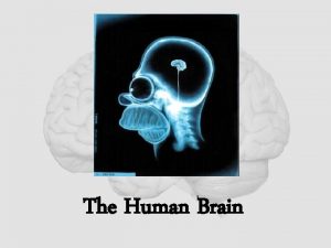 The Human Brain Cerebrum The largest division of