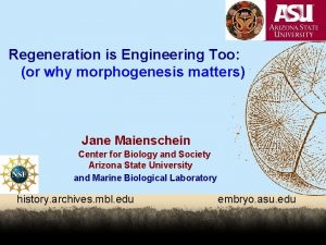 Regeneration is Engineering Too or why morphogenesis matters