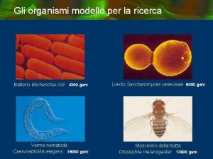 Gli organismi modello per la ricerca Batterio Escherichia