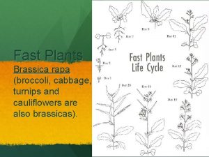Fast Plants Brassica rapa broccoli cabbage turnips and