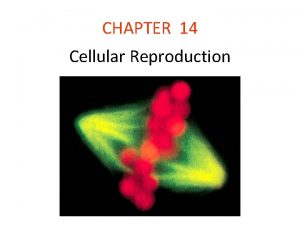 CHAPTER 14 Cellular Reproduction Introduction Cells reproduce by