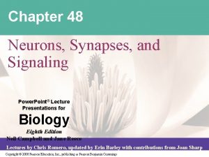 Chapter 48 Neurons Synapses and Signaling Power Point