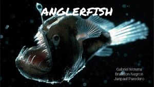 ANGLERFISH Gabriel Mourra Brandon Negron Janpaul Paredero What