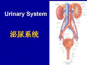 Urinary System Kidney the shape of the kidney