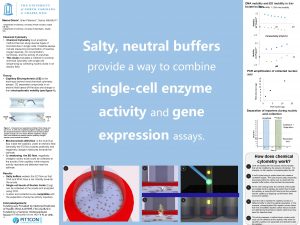 DNA mobility and EO mobility in trisborate buffers