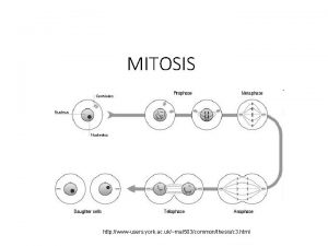 MITOSIS http wwwusers york ac ukmal 503commonthesisc 3