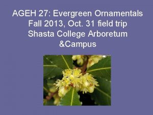 AGEH 27 Evergreen Ornamentals Fall 2013 Oct 31