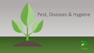 Pest Diseases Hygiene Aphids Clusters of tiny softbodied