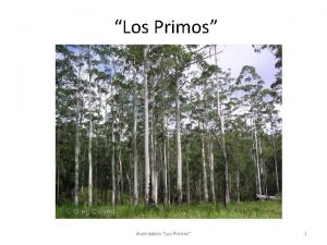 Los Primos Aserradero Los Primos 1 Quienes Somos