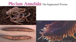 Phylum Annelida The Segmented Worms Common name Segmented