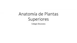 Anatoma de Plantas Superiores Colegio Discovery Clasificaciones Gimnospermas