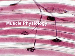 Muscle Physiology Lecture Outline Muscle Function Muscle Characteristics