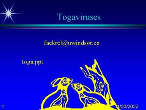 Togaviruses fackreluwindsor ca toga ppt 1 1202022 Toga