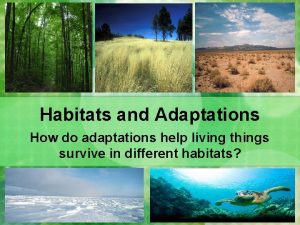 Habitats and Adaptations How do adaptations help living