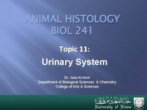 ANIMAL HISTOLOGY BIOL 241 Topic 11 Urinary System