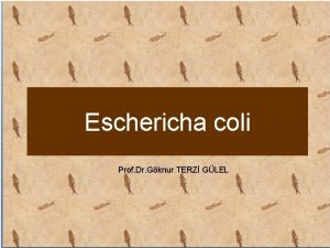 Eschericha coli Prof Dr Gknur TERZ GLEL E
