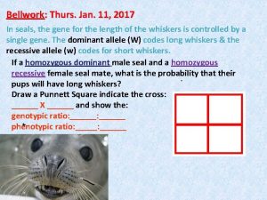 Bellwork Thurs Jan 11 2017 In seals the