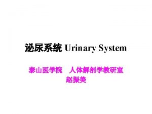 Composition Two kidneyform urine Two ureter conduct urine