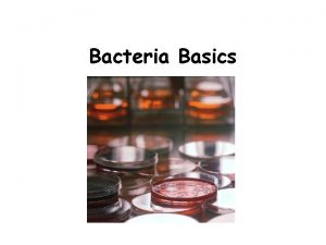 Bacteria Basics There are two kingdoms of bacteria