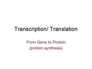 Transcription Translation From Gene to Protein protein synthesis