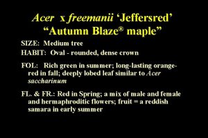 Acer x freemanii Jeffersred Autumn Blaze maple SIZE