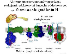 Aktywny transport protonw napdzany reakcjami redoksowymi acucha oddechowego