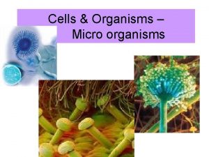 Cells Organisms Micro organisms Microorganisms are very small