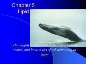 Chapter 5 Lipid The mighty whales which swin
