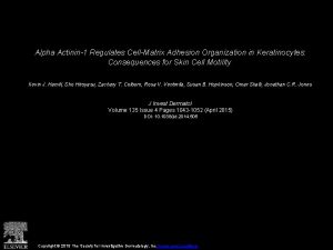 Alpha Actinin1 Regulates CellMatrix Adhesion Organization in Keratinocytes
