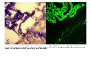 Supplementary Figure S 1 Hematoxylin and eosin HE