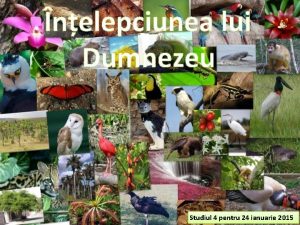 nelepciunea lui Dumnezeu Studiul 4 pentru 24 ianuarie