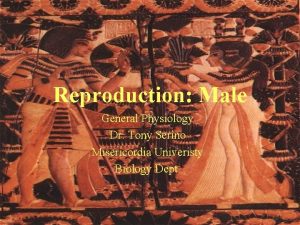 Reproduction Male General Physiology Dr Tony Serino Misericordia