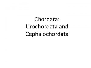 Chordata Urochordata and Cephalochordata What is a Chordata