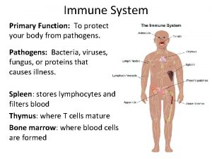 Immune System Primary Function To protect your body