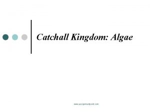 Catchall Kingdom Algae www assignmentpoint com Algae www