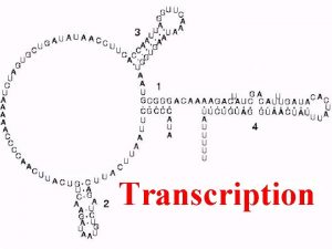 Transcription In this chapter we will describe Transcription