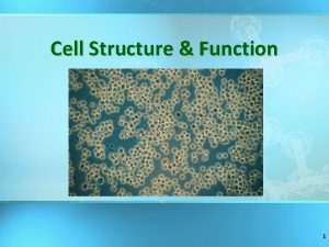 Cell Structure Function 1 Basic Structure of a