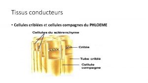 Tissus conducteurs Cellules cribles et cellules compagnes du