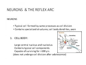 NEURONS THE REFLEX ARC NEURONS Typical cell formed