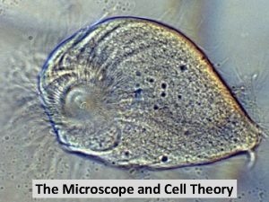 The Microscope and Cell Theory The Microscope An