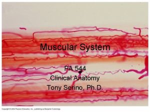 Muscular System PA 544 Clinical Anatomy Tony Serino