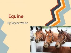 Equine By Skylar White Lifespan The lifespan of