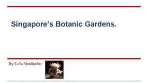 Singapores Botanic Gardens By Sofia Montibeller Intro The