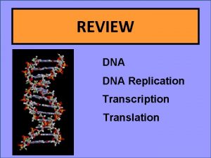 REVIEW DNA Replication Transcription Translation DNA RNA are