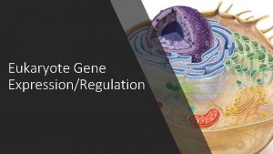 Eukaryote Gene ExpressionRegulation Gene Regulation BIG IDEA Cells