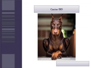 Content Introduction Canine IBD Conclusions References Anatomic and