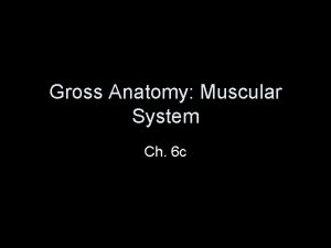 Gross Anatomy Muscular System Ch 6 c Muscles