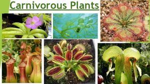 Carnivorous Plants Introduction https www youtube comwatch vO