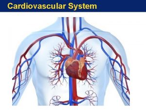 Cardiovascular System Hearts Place in the Circulation Heart