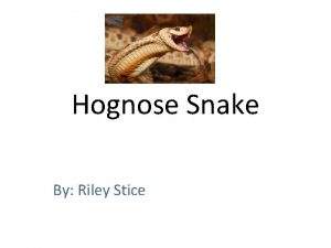 Hognose Snake By Riley Stice About me I